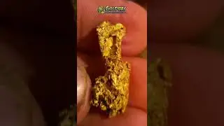 Rare and unique crystallized gold &mdash; a museum-quality Calaveras gold specimen! #shortvideo #shorts