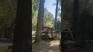 #treeremoval #treeservices #atlanta #atl #treecare #georgia 🪵🌳🌲removing trees🪵🌳