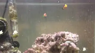 Six line wrasse becoming more active