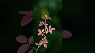 Mastering Mobile Color Grading: The Power of Lightroom Mobile 🎨
