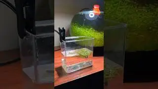 How to drip acclimate shrimp and fish