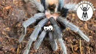 Fasciatus or pentaloris? - Unboxing new tarantula slings