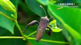 【粗腿巨緣椿象】Anoplocnemis castanea