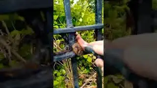 prepping a rusty wrought iron fence
