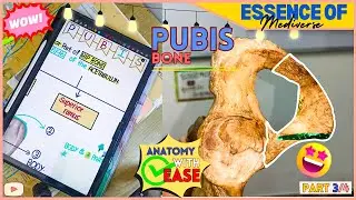 PUBIC BONE🥇| Bones Of LOWER Limb🦴| ANATOMY | PART 3/4💥| SIMPLIFIED✅