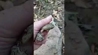 Fowlers Toads