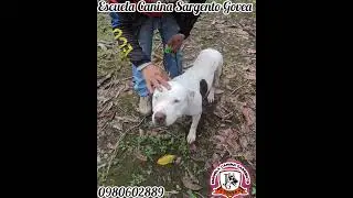Escuela Canina Sargento Govea, trabajando paso a paso con los alumnos m&aacute;s informaci&oacute;n al 0980602889