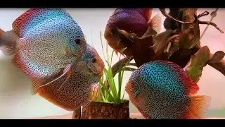 Giant Leopard Snakeskin Discus Group owned by Zbigniew Kurek