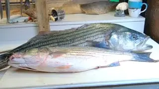 HOW TO: STRIPED BASS FILLETING 2022 #stripedbass #rockfish #filletingfish #filletfish