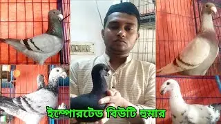 মামুন ভাই এর ইম্পোরটেড বিউটি হুমার | Imported Beauty Humar Pigeons