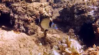 Territorial Chase | Two White Seabreams in the Greek Seas | 4K Underwater Video Footage