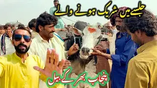 Jalsy m sariyk honey waly panjab bhar  k beil نیو جلسہ بہاولپور