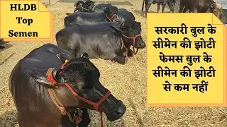 HLDB Top Murrah Semen / सरकारी बुल का सीमेन फेमस बुल  सीमेन से  ज्यादा बेहतर #farmeradvisor