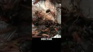 Forest Ants Eating Alive Moth Ultra Macro wildlife | Forest Sound ASMR Bugs #macrophotography #ants