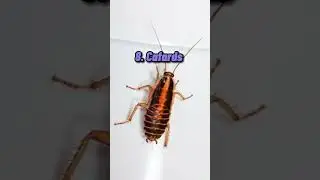 Top 20 des insectes les plus dangereux au monde