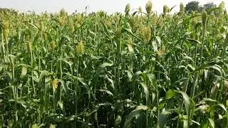 Jowar green and Dry fodder for Dairy animal's