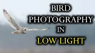 3 Secrets to Stunning Birds in Flight Photos in Low Light