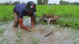 Dry Season Fishing Hack | Smart Boy Catches Big Fish in the Fields #fishing  #uniquefishing