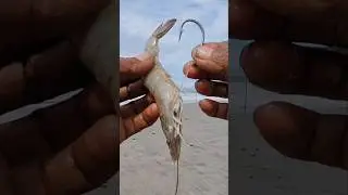 cara memasang umpan udang | mancing pasiran