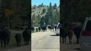 Panguitch Lake, Utah - Cows - near Panguitch - July 2024