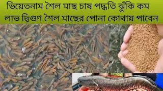 ভিয়েতনাম শৈল মাছ চাষ পদ্ধতি ঝুঁকি কম লাভ দ্বিগুণ শৈল মাছের পোনা কোথায় পাবেন ফিড খাওয়া শৈল 