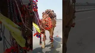 Camel Decoration