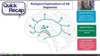 Overview of the Dopamine Explanation of Addictive Behaviour