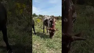 Наш план со всеми бычками! Мы оставляем всего 3 #HomesteadLife #DailyReel