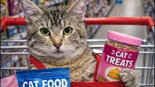 #shopping for coco #cat #cute #walmart ￼