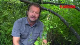 Humle i tr&auml;dg&aring;rden - s&aring; h&auml;r g&ouml;r du