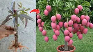 Secret to Growing Mango Tree from Cutting (No Grafting!)