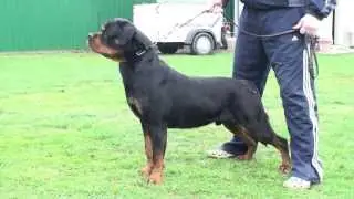 Nick von der Maxi Rott HD