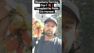 Strawberry Farming Day-1|Why did you harvest on the first day of transplant#strawberry#fruit#farm...