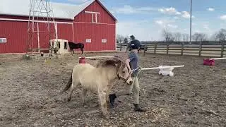 Matthew Ash & Cowboy Hunter/jumper