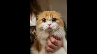 Why Your Cat's Playtime is a Hunting Masterclass!