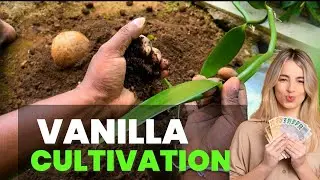 Vanilla Cultivation | Planting vanilla vines | Farming