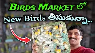 Hyderabad birds market  లో new birds తీసుకున్నా..