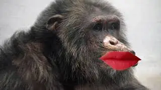 apekop