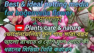 Best & ideal potting media for bogenvelia 
