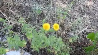 Pulicaria dysenterica    Common fleabane