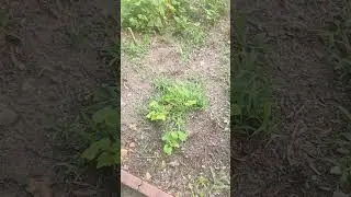 sad garden #shorts