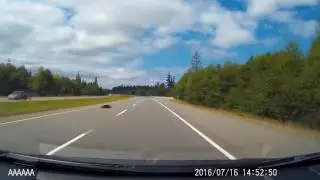 Bear killed instantly by minivan 7/16/2016