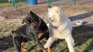 Female Husky vs Male Rottweiler at Dog Park
