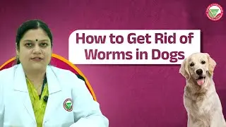 De-worming made simple: protect your furry friend today | IVS AH