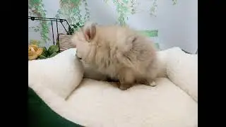 644577 ポメラニアン