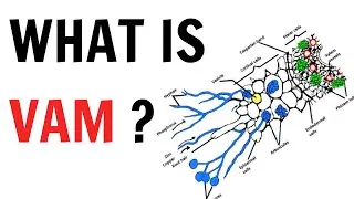What is VAM ? || QnA Explained