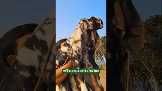 সুন্দর দুইটি ছাগল। #shortvideo #goat #beautifullgoats #goatfarming