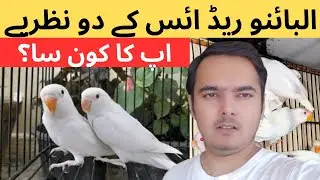 Albino red eyes lovebirds k 2 Nazariye | apka konsa? | February 4, 2025
