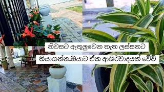 අළුත් උන මිදුල.🥰🥰🥰 #gardening 🥰🥰🥰ඉතින් මේක බලන ඔයාට මේ වැඩේ ප්‍රයෝජනවත් වෙයි.