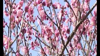 Plum trees in full bloom in E China